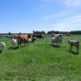 Mutterkühe auf der Weide